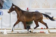 JORDANIA_-_Przedswit_XXXIVP_Svrzensky_-_Joga_Harun_I_-_SK_Kalnikow_29-A