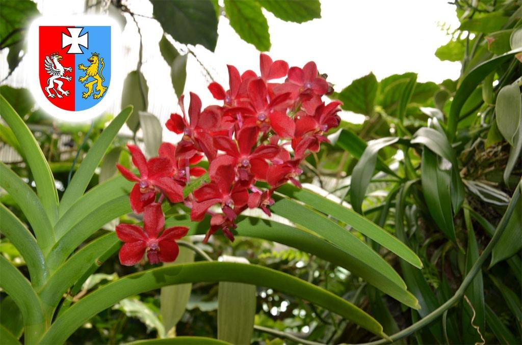 kwaity nauczyciele herb